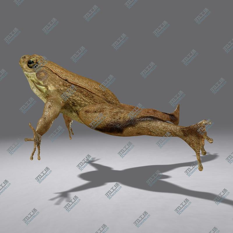 images/goods_img/2021040231/Green Frog (RIGGED)/4.jpg